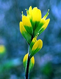 Indian paintbrush